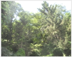  2017Ÿ104361   ൿ 40-5       (Ӿ)