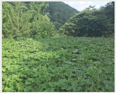  2017Ÿ��3942 �泲 ���걺 �ž�� ������ 403      ����(��1)���