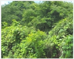  2017Ÿ��3942 �泲 ���걺 �ž�� ������ 403      ����(��1)���