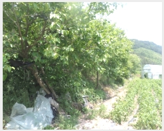  2017Ÿ��4680 ���� ������ ȸõ�� ���긮 124-1      ����(��1)���