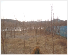  2018Ÿ��18151 ���� ���ֽ� ��õ�� ���̸� 716-7      ����(��)���