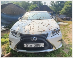  2019Ÿ��104304 (�¿���) ����Ư���� ���ʱ� ���︻�� 1-593      �������