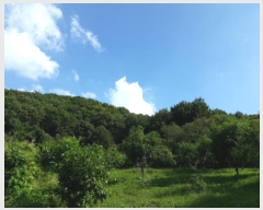  2019Ÿ��45556 ��� �ȼ��� �׻�� ĥ�帮 ��83      ����(�Ӿ�)���