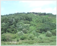  2019Ÿ��3235 ���� Ⱦ���� ��õ�� �ΰ ��37-5      ����(�Ӿ�)���