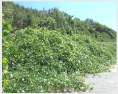  2019Ÿ��3628 ��� ���ֽ� ���Ⱥ��� ��õ�� 758-1      ����(�Ӿ�)���