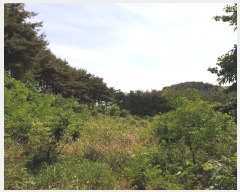  2019Ÿ��52261 �泲 ������ ����� �װ 187-1      ����(��1)���