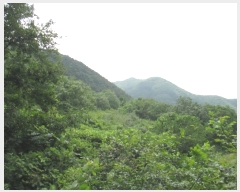  2019Ÿ��10809 ��� û�۱� û���� ���ܸ� 229-4      ����(��1)���