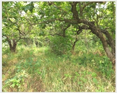  2019Ÿ��104934 �泲 ���ؽ� �Ѹ��� ��渮 809-5      ����(��1)���