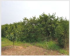  2019Ÿ��104934 �泲 ���ؽ� �Ѹ��� ��渮 809-5      ����(��1)���