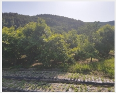  2019Ÿ4431   Ȳ浿 1107       ()