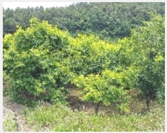  2019Ÿ4431   Ȳ浿 1107       ()