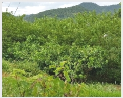  2019Ÿ��6222 ���� ������ �Ҷ�� �׸��� 751-25      ����(��1)���