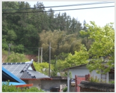  2019Ÿ��52140 ���� ������ ������ ��� ��257-8      ����(�Ӿ�)���