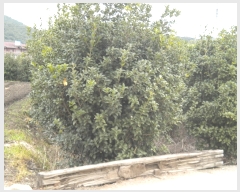  2019Ÿ��2572 ���� ��õ�� ���� ���긮 567-7      ����(��)���