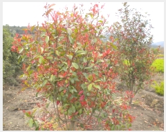  2019Ÿ��2572 ���� ��õ�� ���� ���긮 567-7      ����(��)���