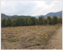  2019Ÿ��2572 ���� ��õ�� ���� ���긮 567-7      ����(��)���