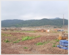  2019Ÿ��3278 ���� ����� Ȳ�ݵ� ��42-6       ����(�Ӿ�)���