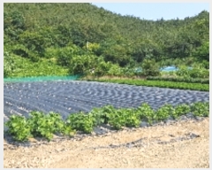  2019Ÿ��5427 ���� ������ �Ҷ�� ��õ�� 885-3      ����(��1)���