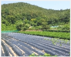  2019Ÿ��5427 ���� ������ �Ҷ�� ��õ�� 885-3      ����(��1)���