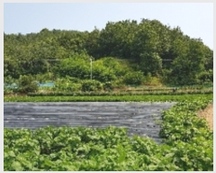  2019Ÿ��5427 ���� ������ �Ҷ�� ��õ�� 885-3      ����(��1)���