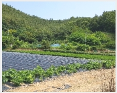  2019Ÿ��5427 ���� ������ �Ҷ�� ��õ�� 885-3      ����(��1)���