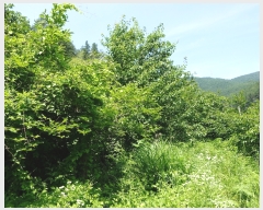  2019Ÿ53259    ߻긮 1086      (1)