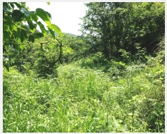  2019Ÿ53259    ߻긮 1086      (1)