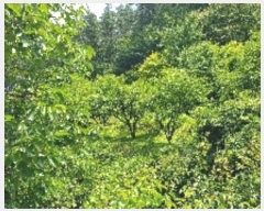  2019Ÿ53259    ߻긮 1086      (1)