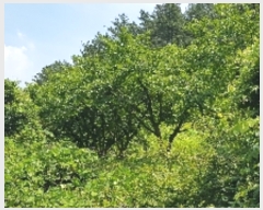  2019Ÿ53259    ߻긮 1086      (1)