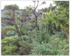  2019Ÿ��53617 ���� ����� Ȳ�浿 49-2       ����(����)���