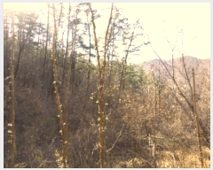  2019Ÿ��3085 ���� ���ֱ� �Ҿ�� �ؿ��� 154-1      ����(��1)���