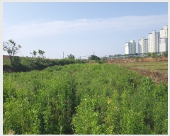  2019Ÿ5210   ˻굿 491-2       ()