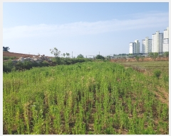  2019Ÿ5210   ˻굿 491-2       ()