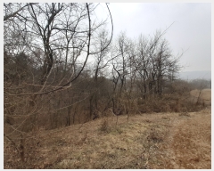  2020Ÿ��13946 ����Ư����ġ�� �屺�� �۹��� 232-12       ����(�Ӿ�)���