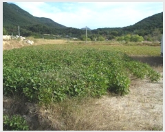  2020Ÿ��1853  �����