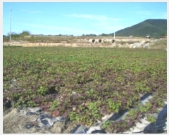  2020Ÿ��1853  �����