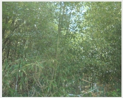  2020Ÿ3579  ӽǱ ӽ  211-1      ()