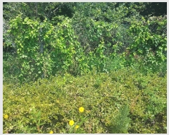  2021Ÿ��515069  �Ӿ߰��