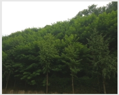  2021Ÿ516499 õ Ȧ ־ȵ 62-5       (Ӿ)