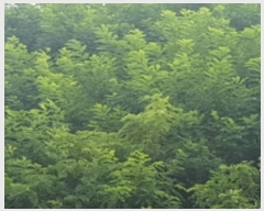  2021Ÿ516499 õ Ȧ ־ȵ 62-5       (Ӿ)