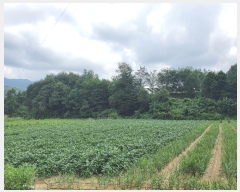  2021Ÿ��1301 ��� ���ֽ� �μ��� ��ϸ� 797-1      ���ð��