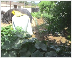  2021Ÿ��813 ��� ���ֽ� ������ �ܱ��� 433      ����(��1)���