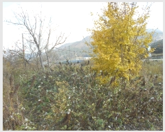  2021Ÿ��2500 ���� �ξȱ� ����� ���׸� 17      ����(��1)���