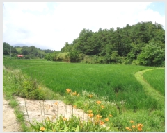  2022Ÿ��10953 ���� ��籺 ������ ���ฮ 141-1      ����(����)���