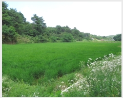  2022Ÿ��10953 ���� ��籺 ������ ���ฮ 141-1      ����(����)���