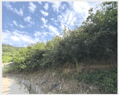  2022Ÿ��59833 ��� û�ֽ� ��籸 ������ ��긮 271-2     ����(������)���