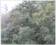  2022Ÿ3566 泲 ¾ȱ ϸ Ȳ̸ 534-1      (Ӿ)