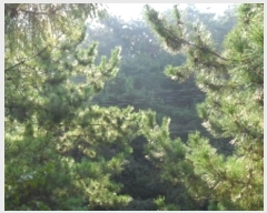  2022Ÿ3566 泲 ¾ȱ ϸ Ȳ̸ 534-1      (Ӿ)