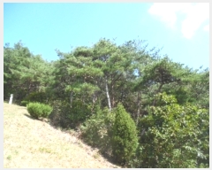  2022Ÿ��3610 �泲 ����� ���� ��ǳ�� ��60-1      ����(�Ӿ�)���