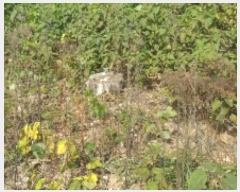  2022Ÿ3924 泲 ¾ȱ ̿ 긮 52-1      (Ӿ)